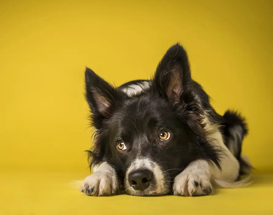 Airsorted raises £2.1m and introduces pawternity leave