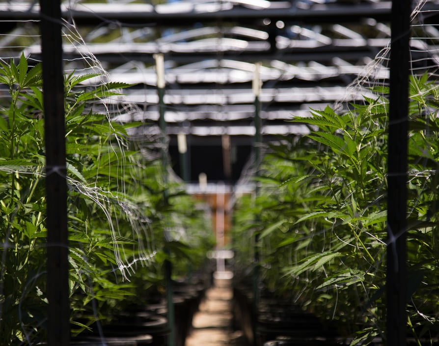 Europe’s largest cannabis producer strikes £5m deal with Scotland's Always Pure Organics