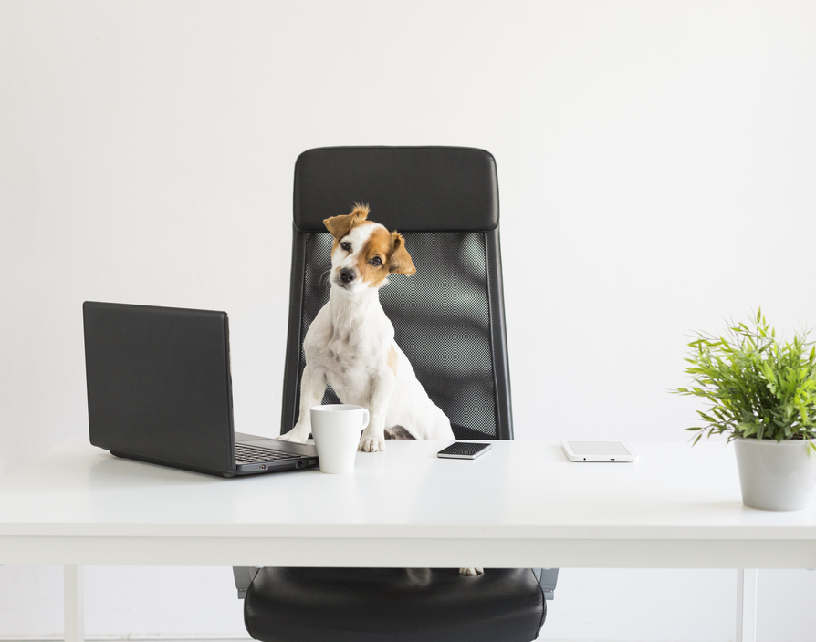 Marketing execs spend the most furnishing the workplace for their pets