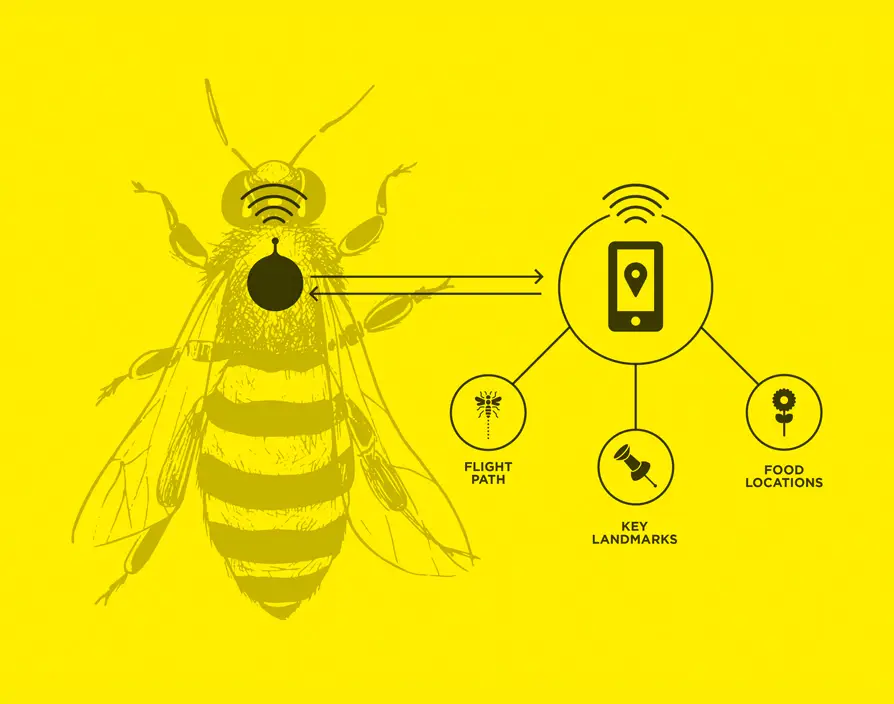 Rock Level is putting backpacks on bees to prevent them from going extinct