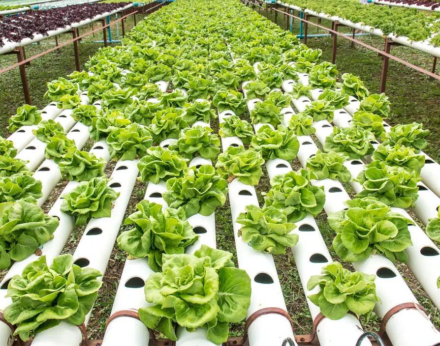 YFood Insight & Innovation Day: growing Britain’s foodtech scene