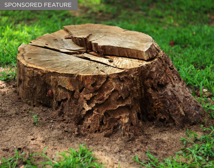 What can direct marketers learn from the removal of a tree stump?