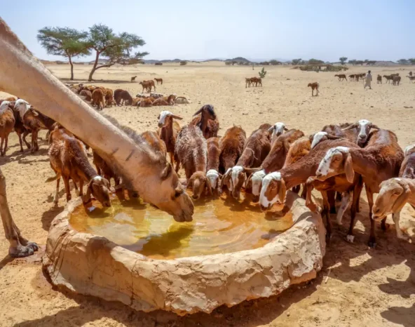 What a herd of sheep taught one man about business